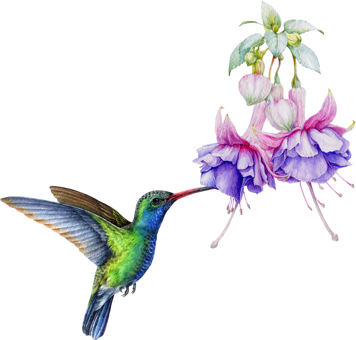 Hummingbird with a beautiful flower watercolor illustration