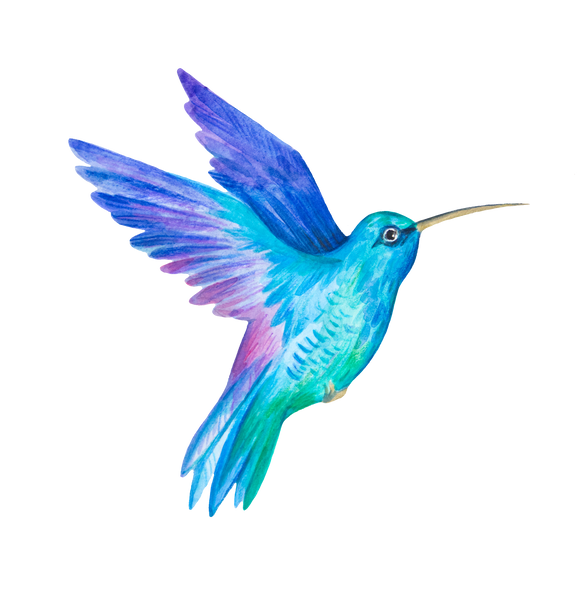 Hummingbird. Watercolor illustration.