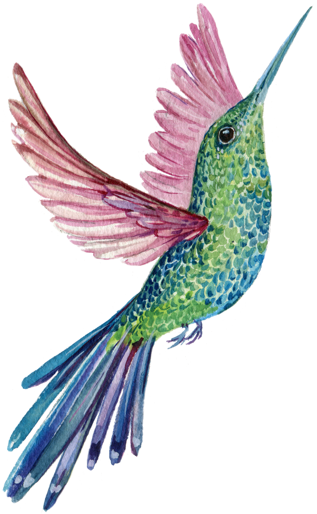 Hummingbird Bird Watercolor Illustration