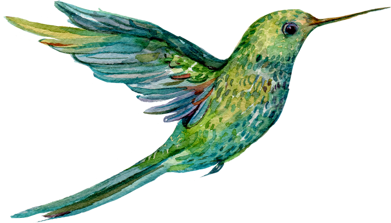 Bird Hummingbird Watercolor